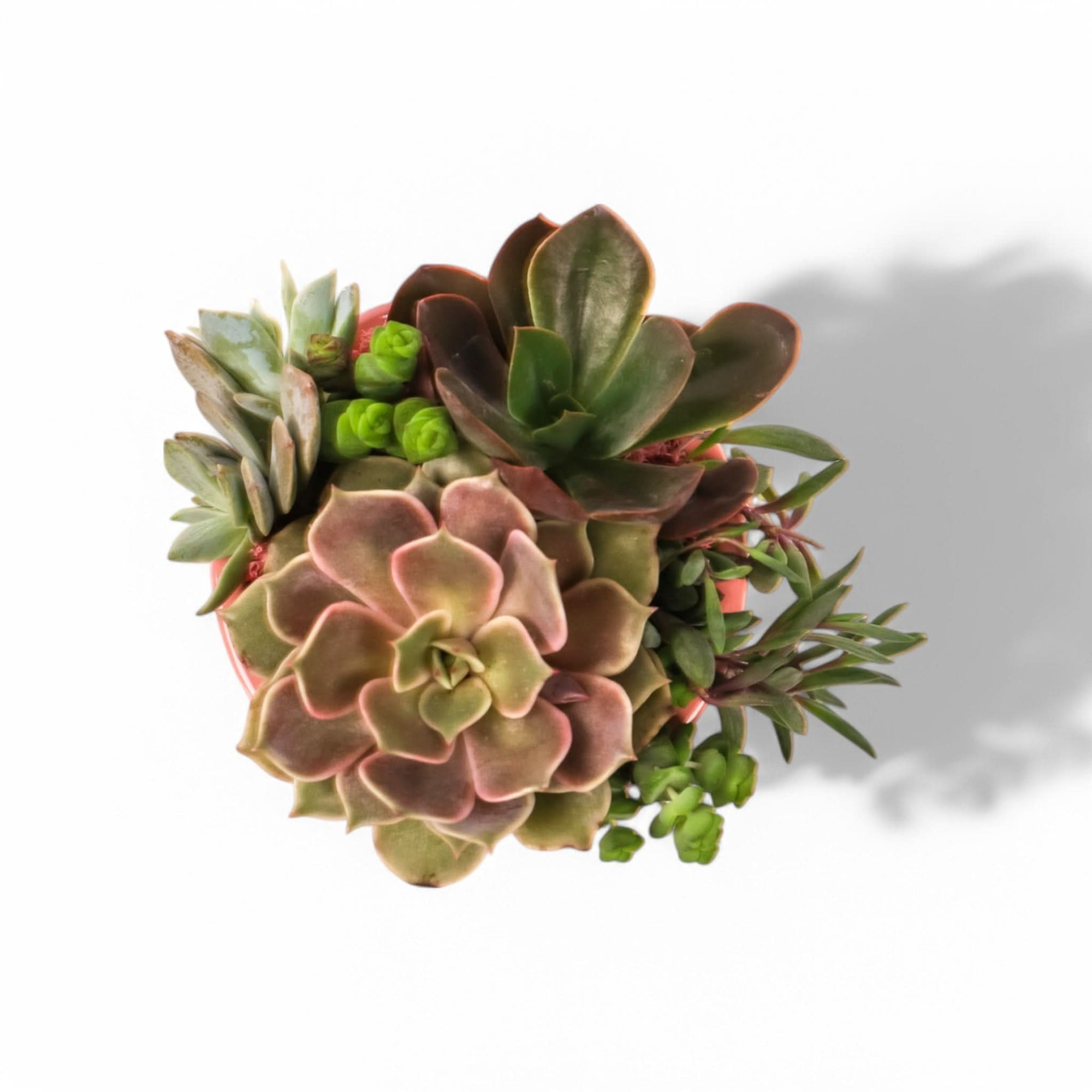 Succulent Sweetie Planting from Green Fresh Florals + Plants