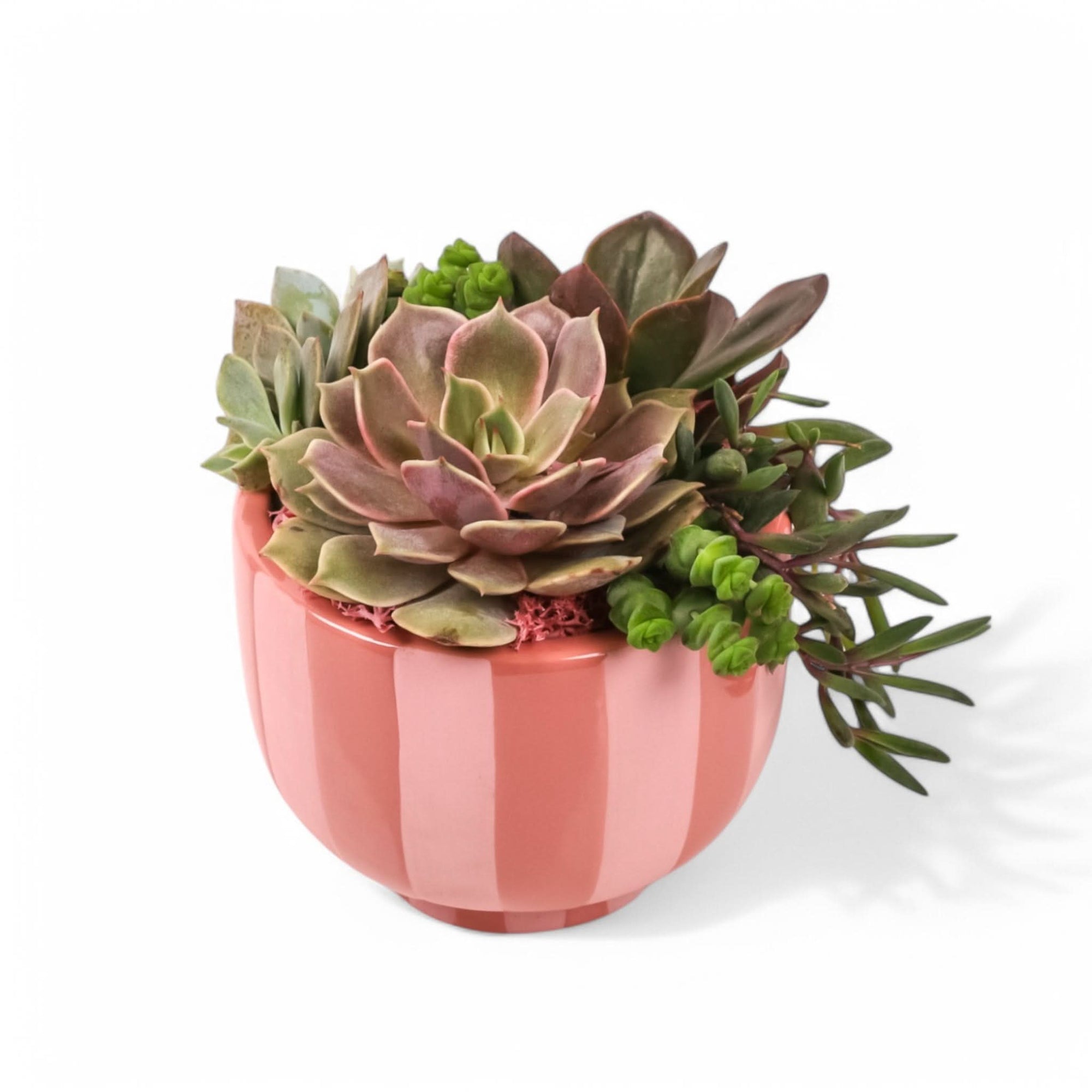 Succulent Sweetie Planting from Green Fresh Florals + Plants