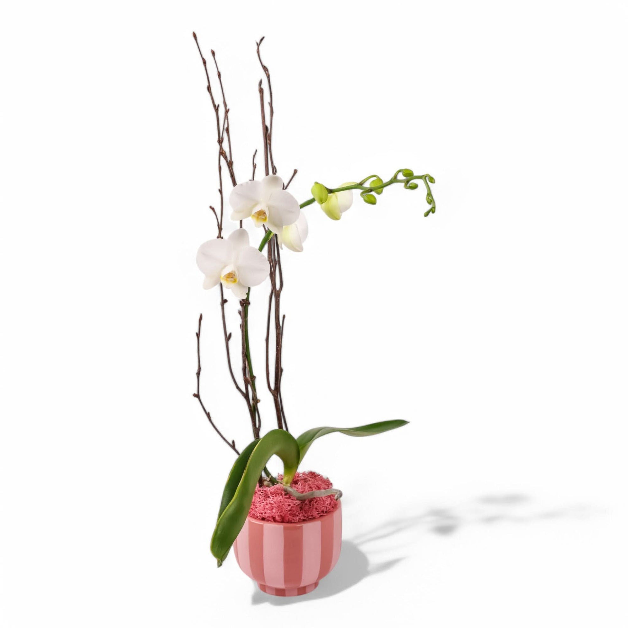 Sweetheart Mini Orchid Planting from Green Fresh Florals + Plants