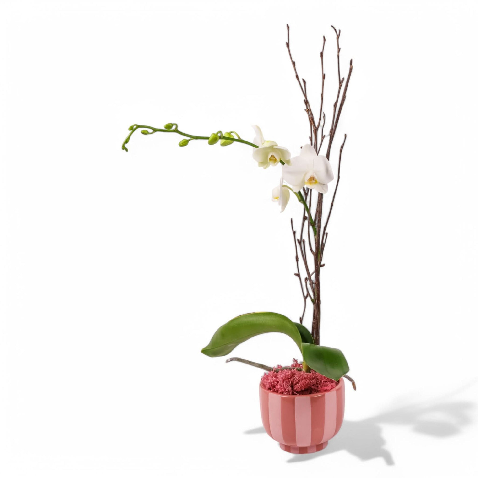 Sweetheart Mini Orchid Planting from Green Fresh Florals + Plants