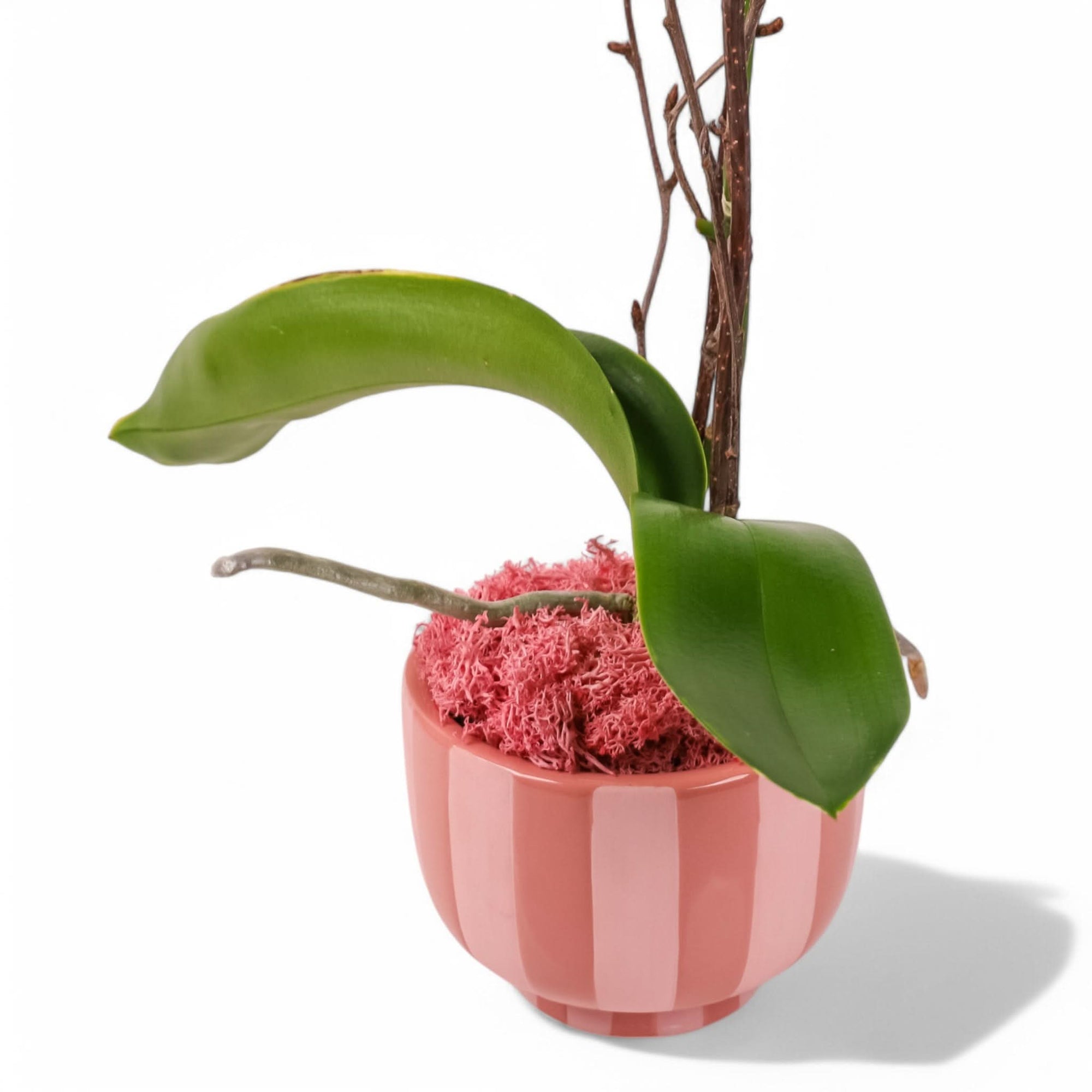 Sweetheart Mini Orchid Planting from Green Fresh Florals + Plants