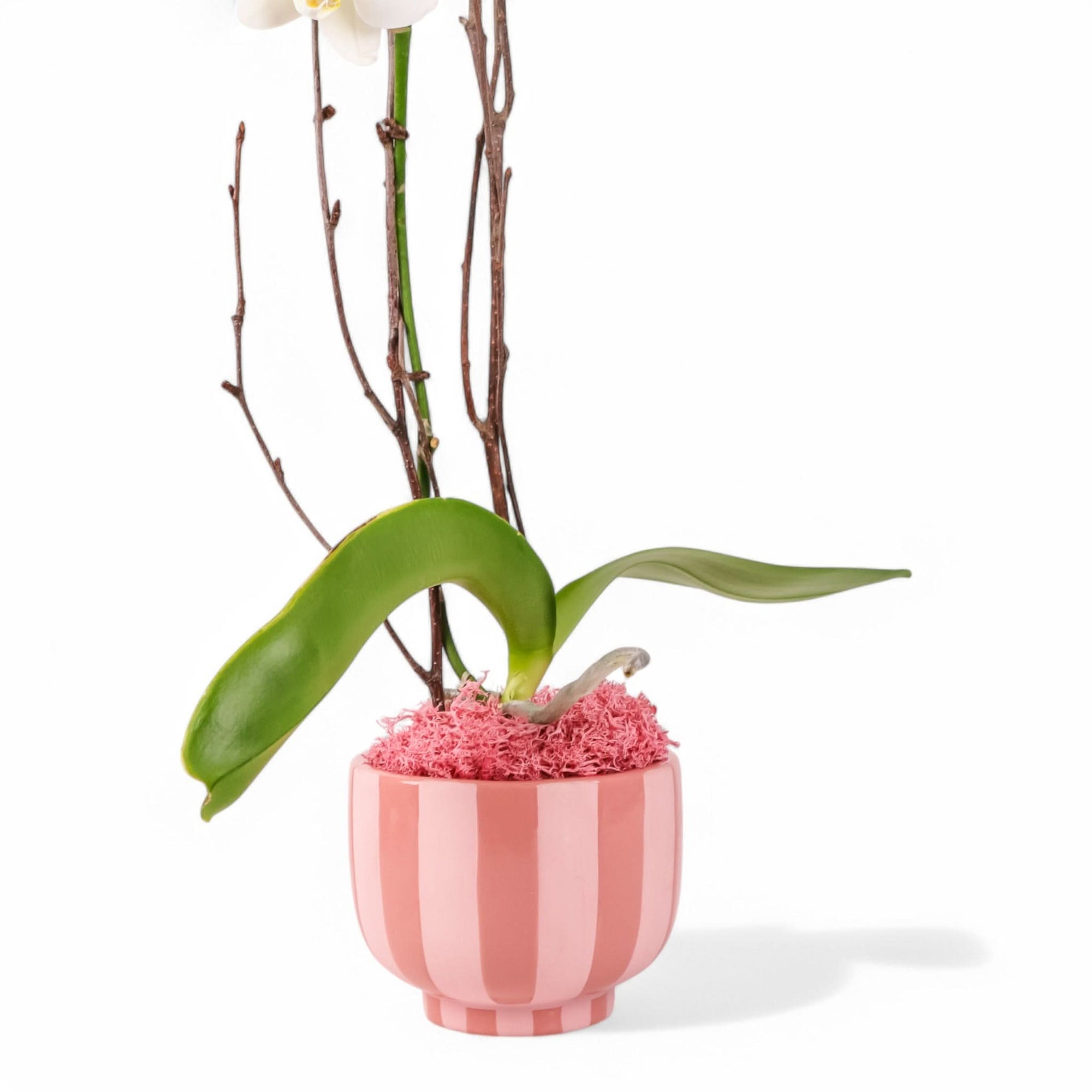 Sweetheart Mini Orchid Planting from Green Fresh Florals + Plants