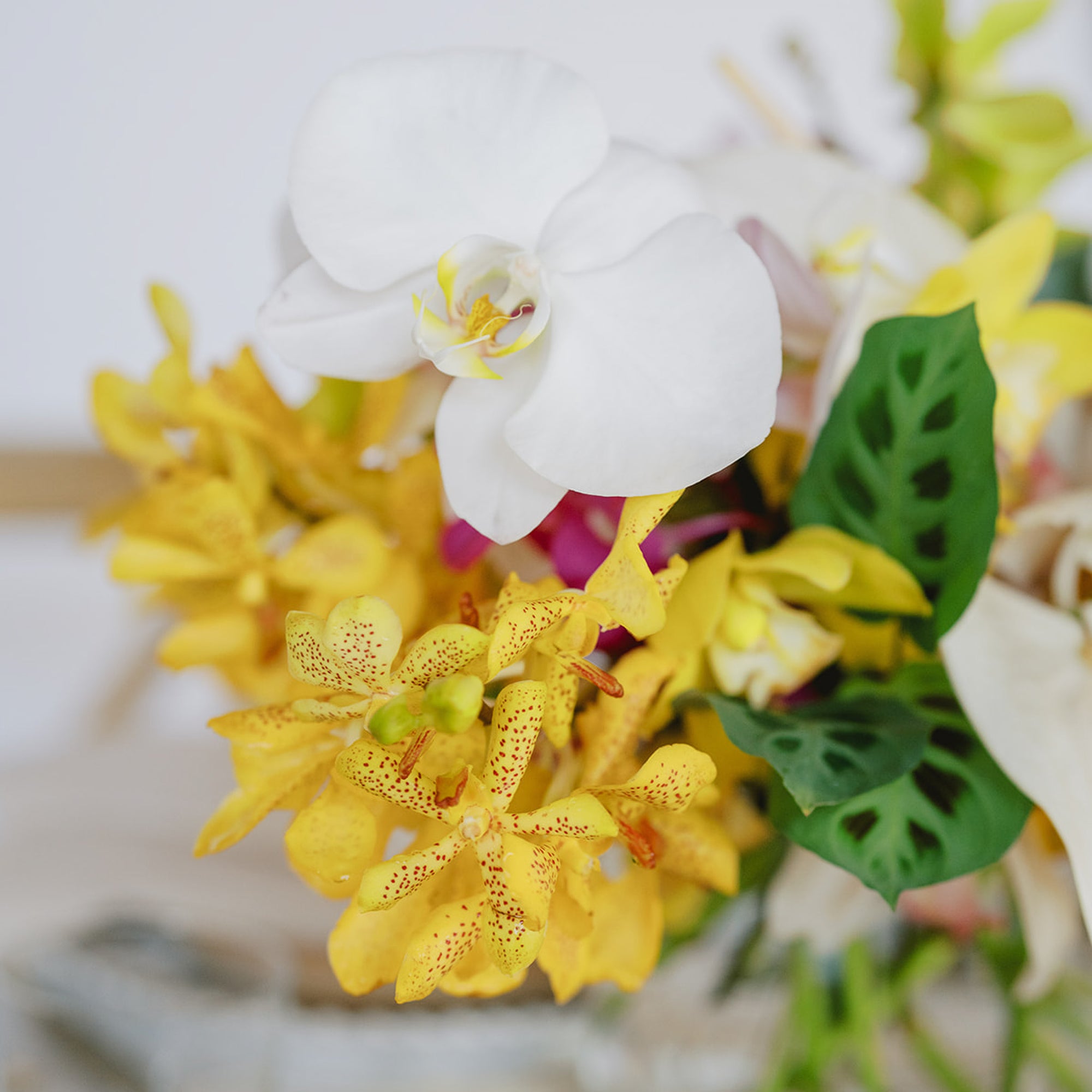 Tropical Orchids A la Carte Wedding Centerpiece from Green Fresh Florals + Plants