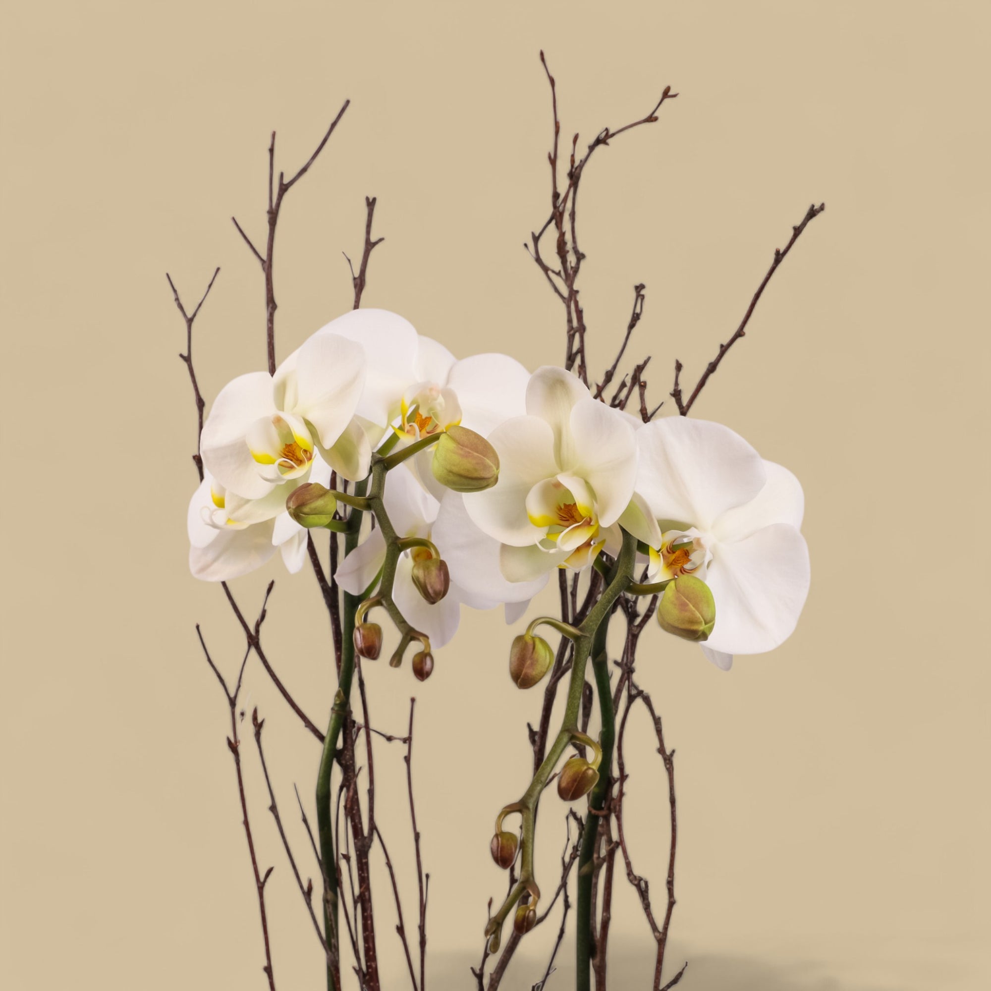 White Orchid Lover Planting from Green Fresh Florals + Plants