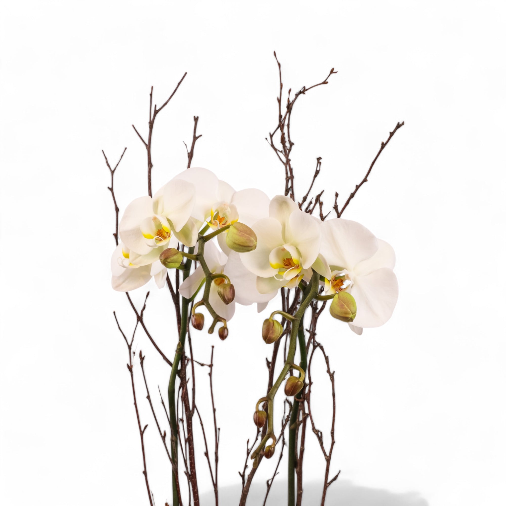 White Orchid Lover Planting from Green Fresh Florals + Plants