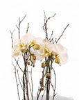 White Orchid Lover Planting from Green Fresh Florals + Plants