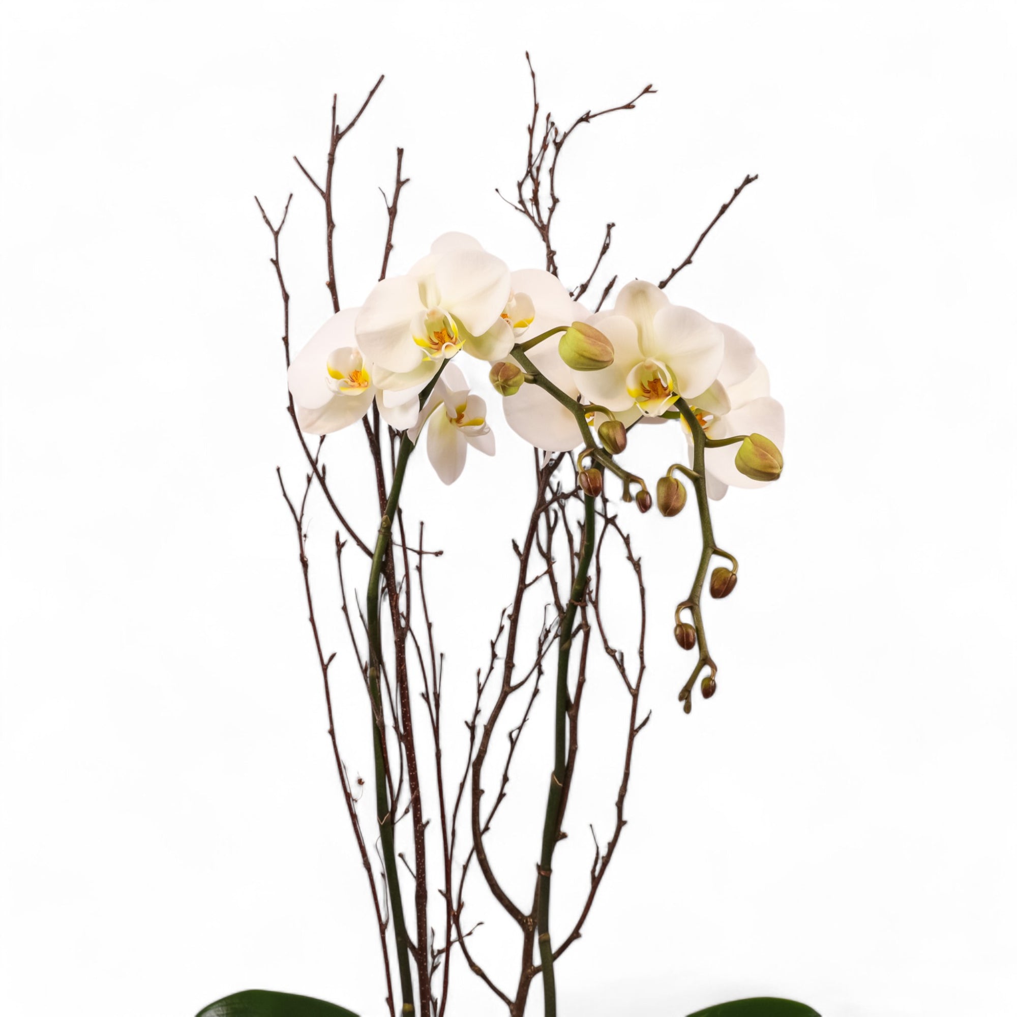 White Orchid Lover Planting from Green Fresh Florals + Plants