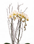 White Orchid Lover Planting from Green Fresh Florals + Plants