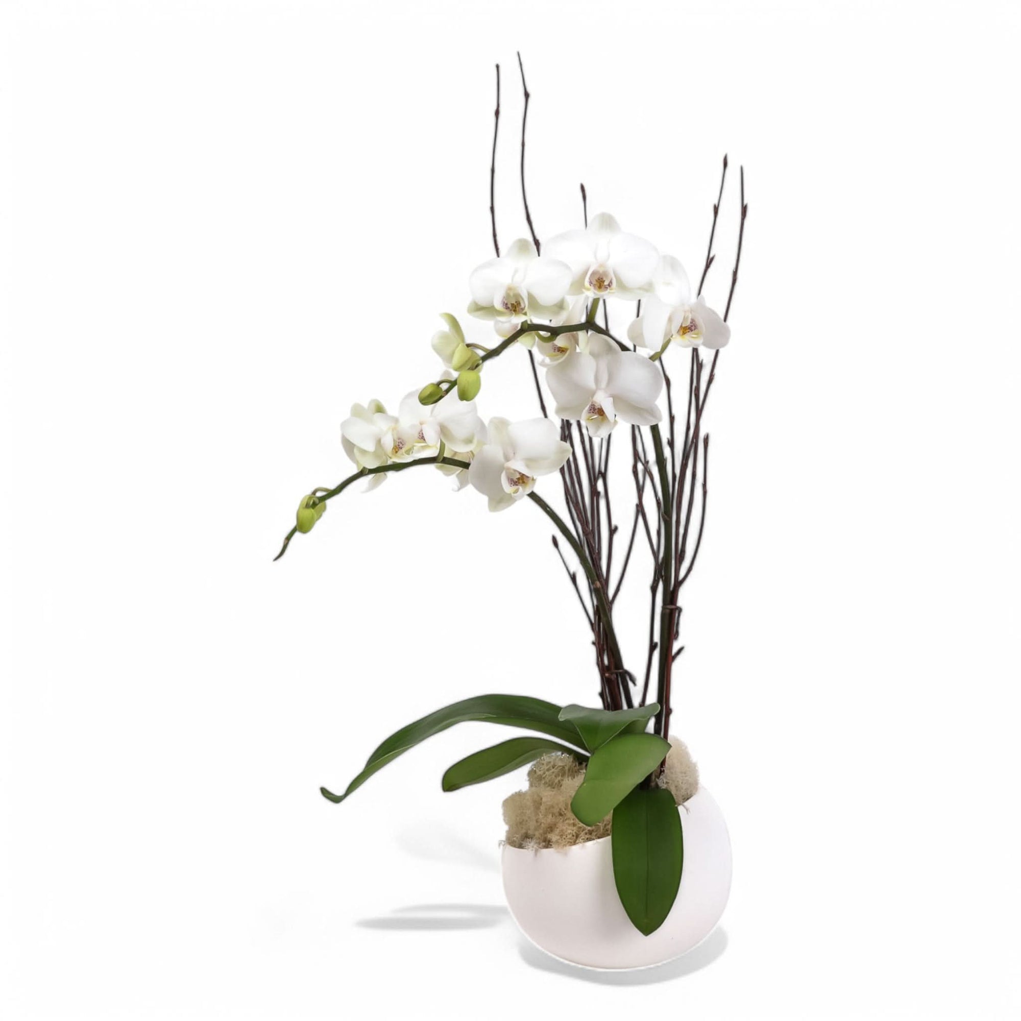 White Avant-Garden Mini Orchid Planting - Green Fresh Florals + Plants