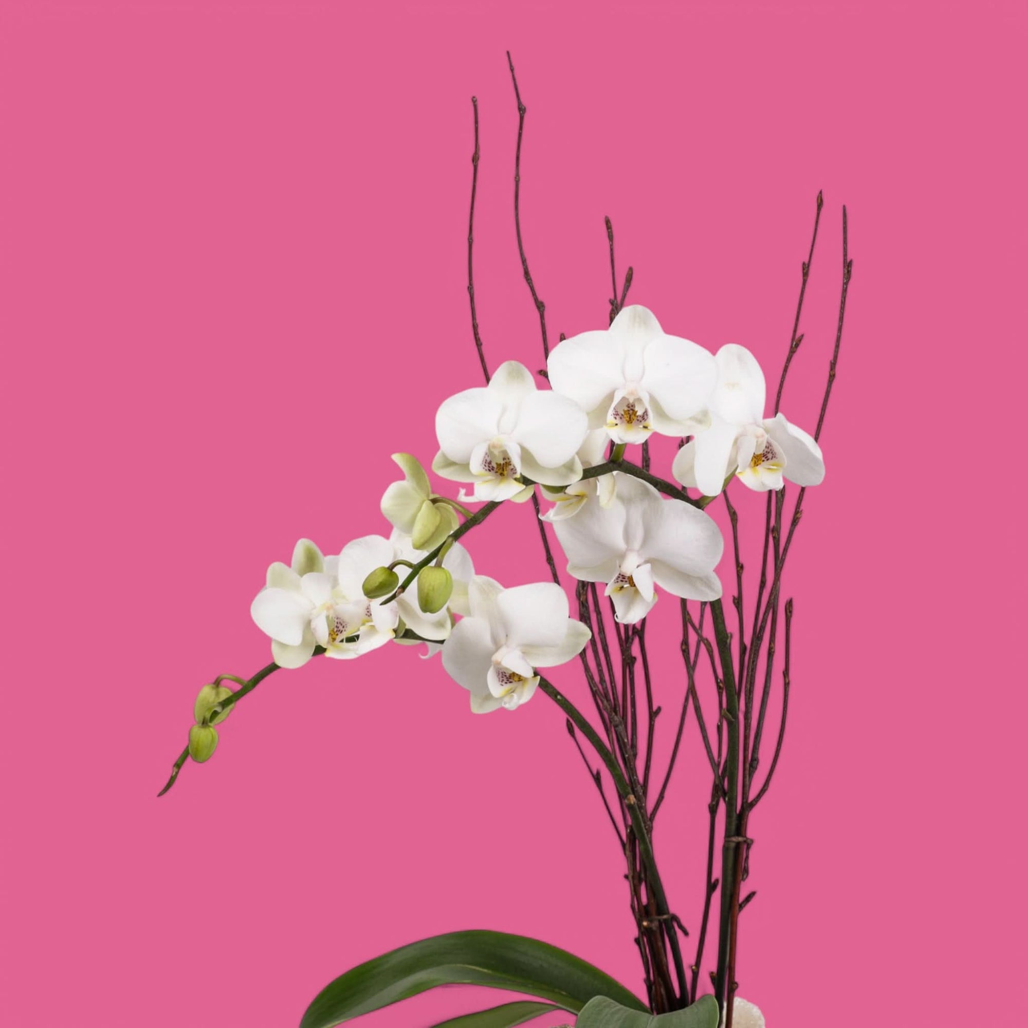 White Avant-Garden Mini Orchid Planting - Green Fresh Florals + Plants