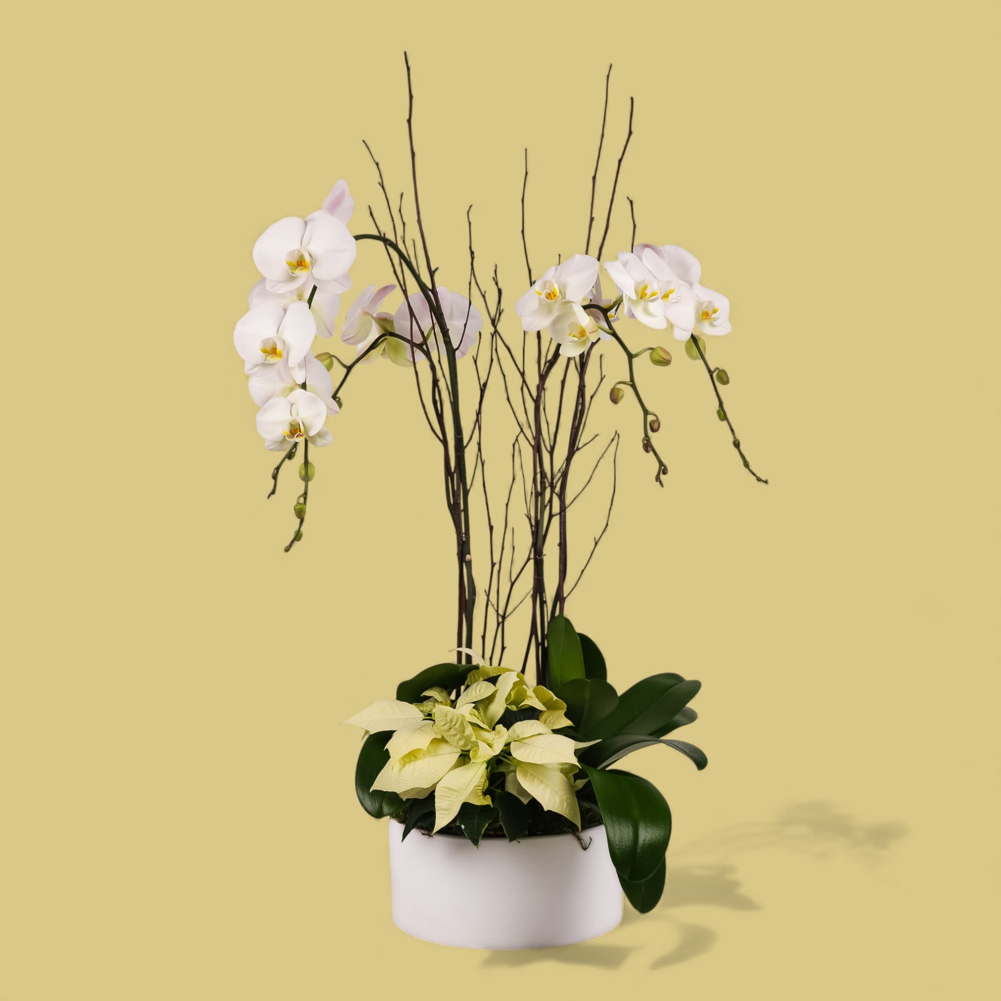 White Holiday Elegance Orchid Pairing from Green Fresh Florals + Plants