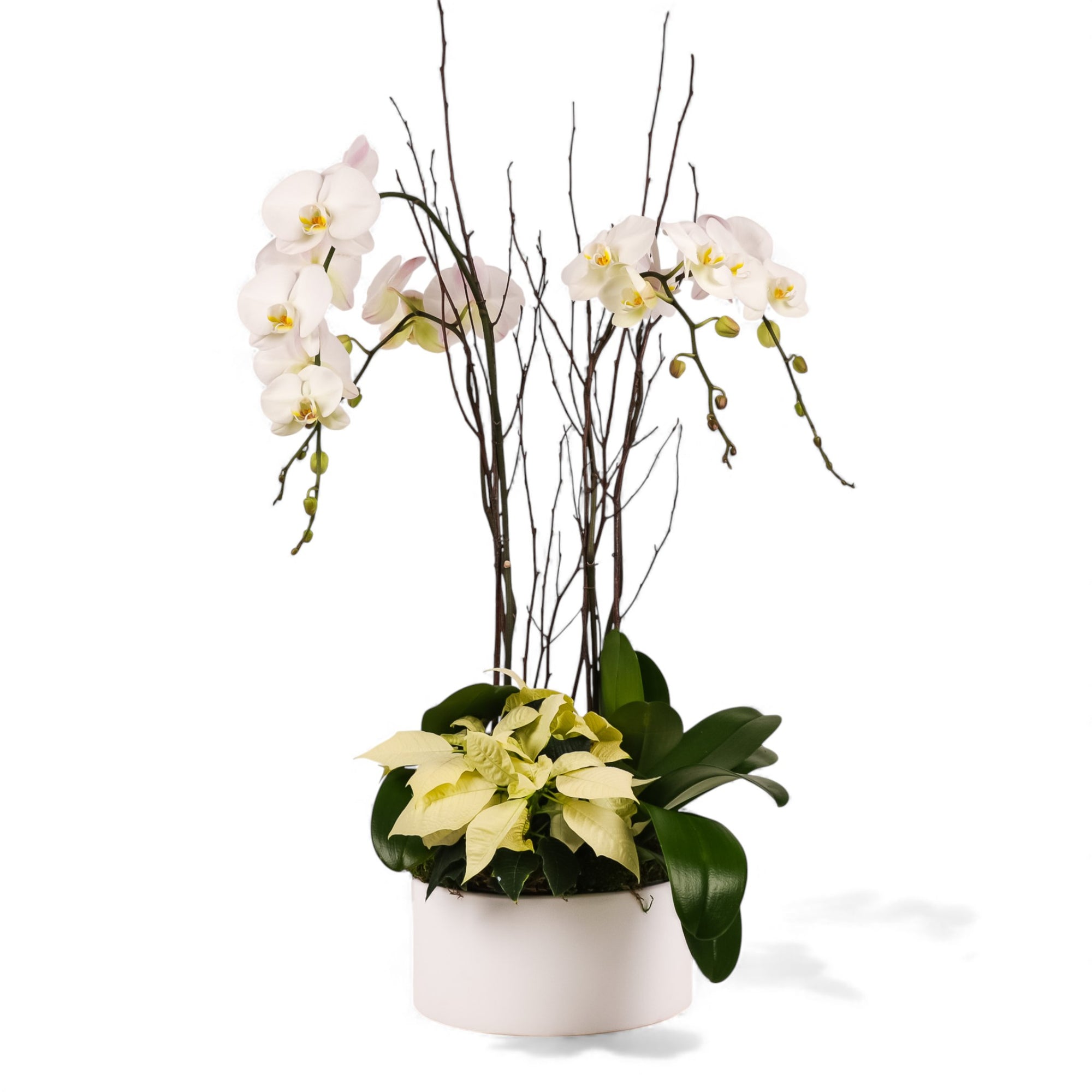 White Holiday Elegance Orchid Pairing from Green Fresh Florals + Plants