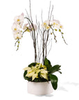 White Holiday Elegance Orchid Pairing from Green Fresh Florals + Plants