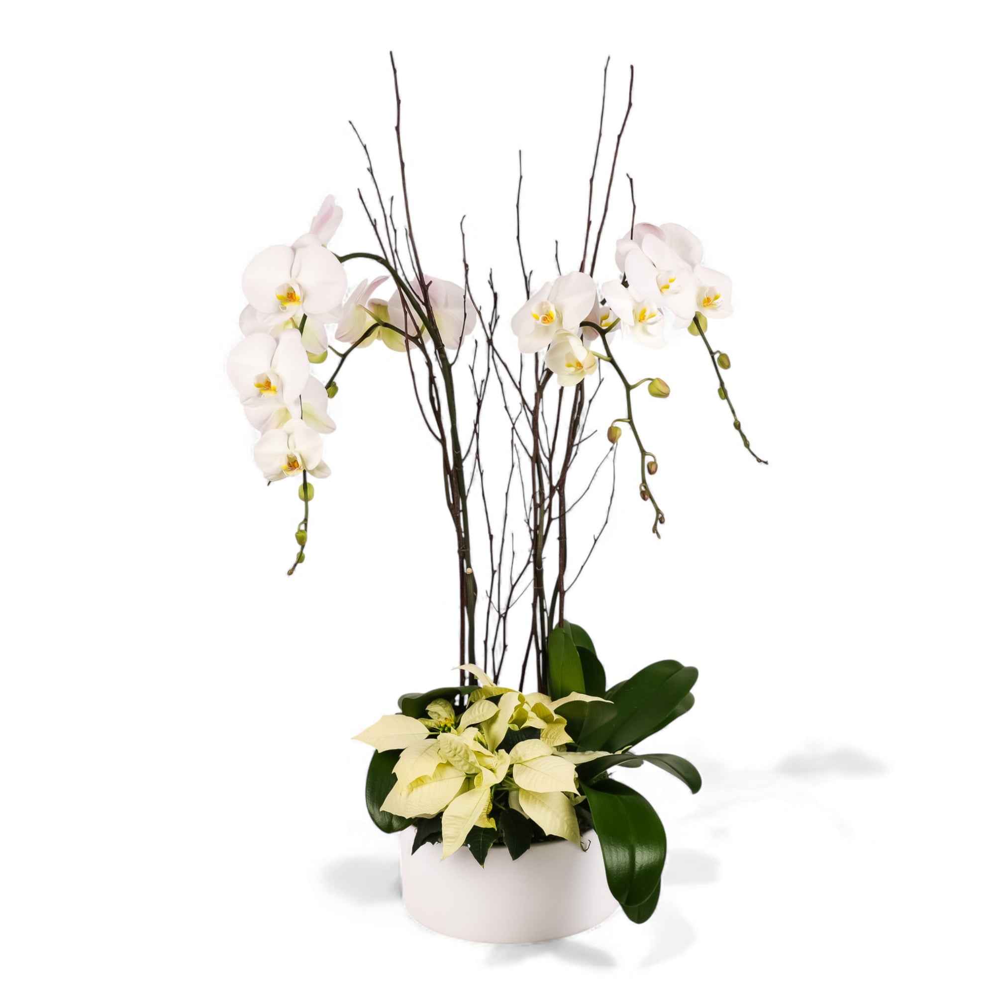 White Holiday Elegance Orchid Pairing from Green Fresh Florals + Plants