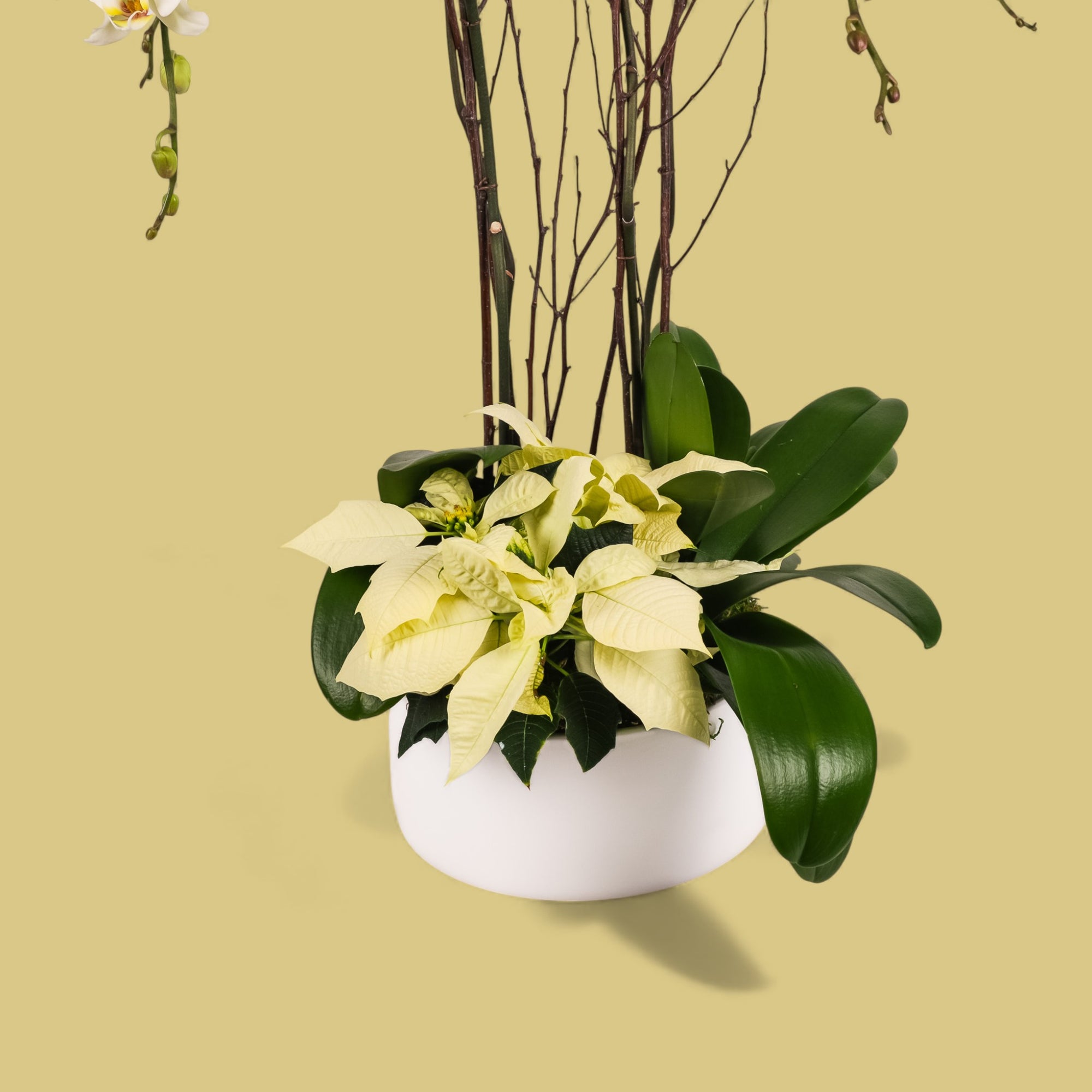White Holiday Elegance Orchid Pairing from Green Fresh Florals + Plants