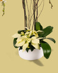 White Holiday Elegance Orchid Pairing from Green Fresh Florals + Plants
