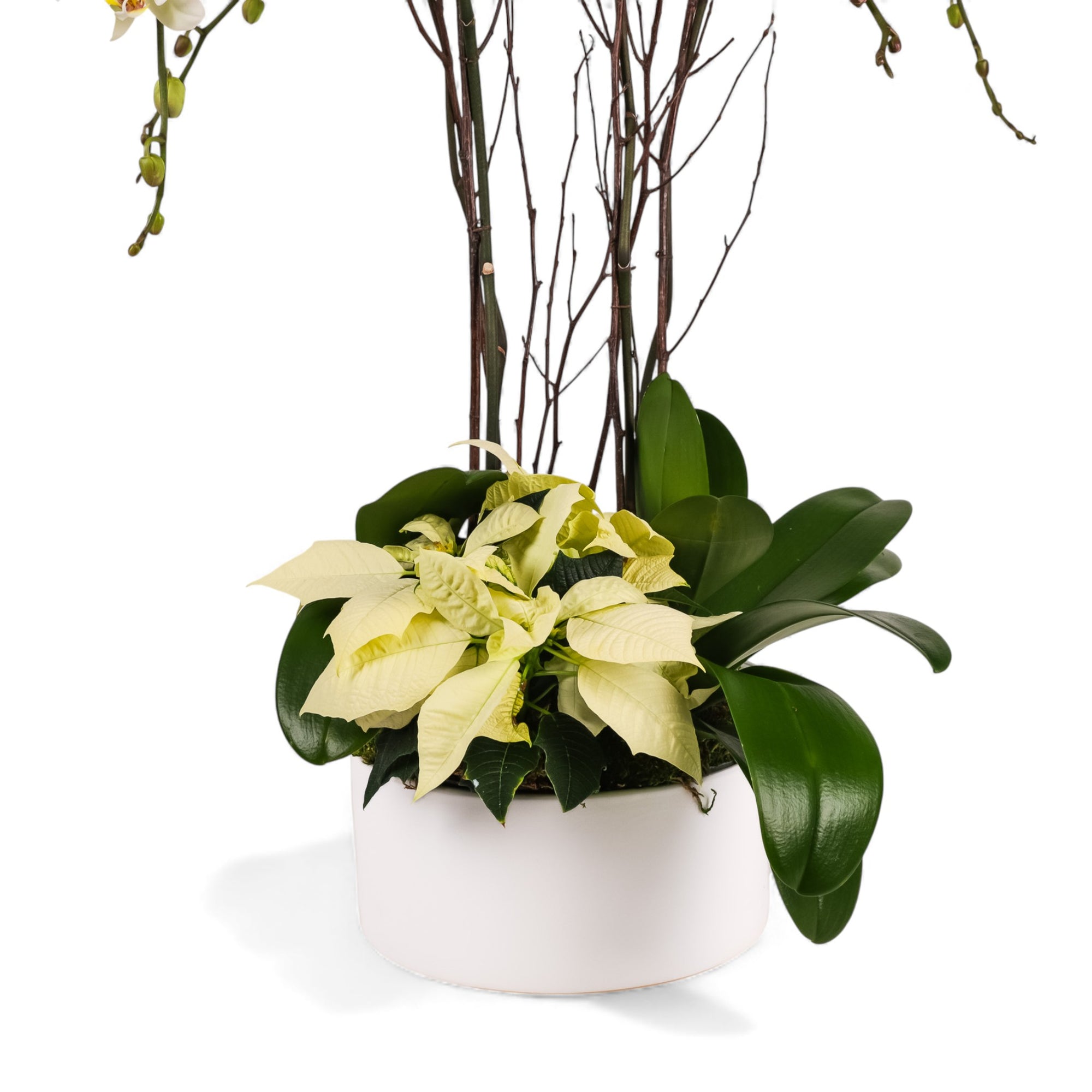 White Holiday Elegance Orchid Pairing from Green Fresh Florals + Plants