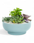 Air Blue Crystal Succulent Garden - Green Fresh Florals + Plants