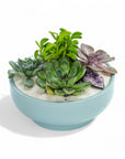 Air Blue Crystal Succulent Garden - Green Fresh Florals + Plants