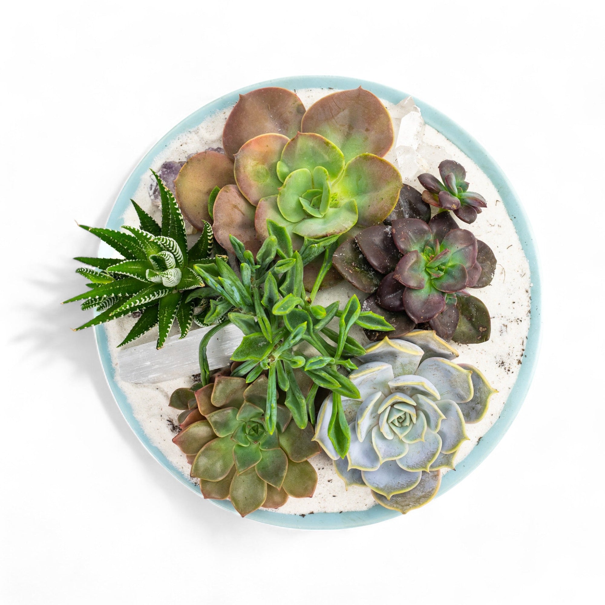 Air Blue Crystal Succulent Garden - Green Fresh Florals + Plants