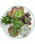 Air Blue Crystal Succulent Garden - Green Fresh Florals + Plants