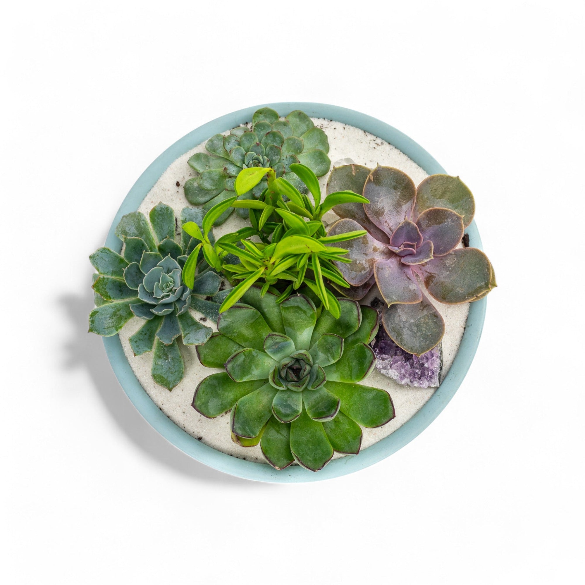 Air Blue Crystal Succulent Garden - Green Fresh Florals + Plants