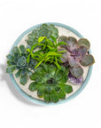 Air Blue Crystal Succulent Garden - Green Fresh Florals + Plants