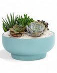 Air Blue Crystal Succulent Garden - Green Fresh Florals + Plants