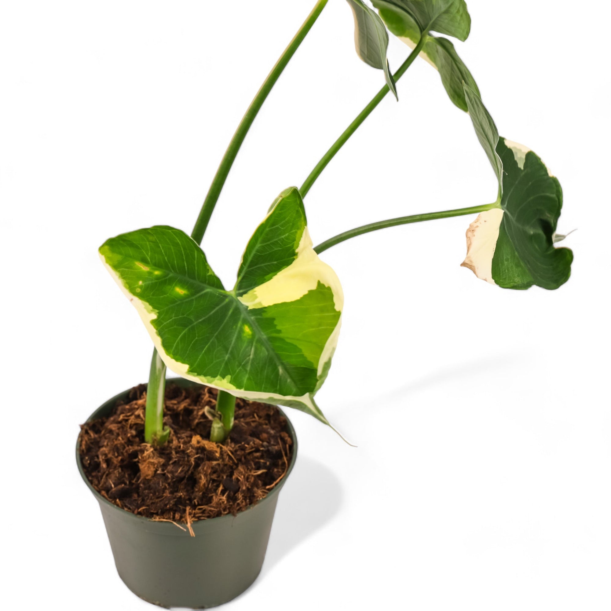 Alocasia Mickey Mouse - Green Fresh Florals + Plants