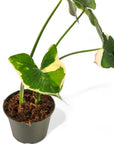 Alocasia Mickey Mouse - Green Fresh Florals + Plants