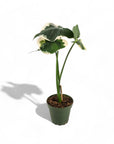 Alocasia Mickey Mouse - Green Fresh Florals + Plants