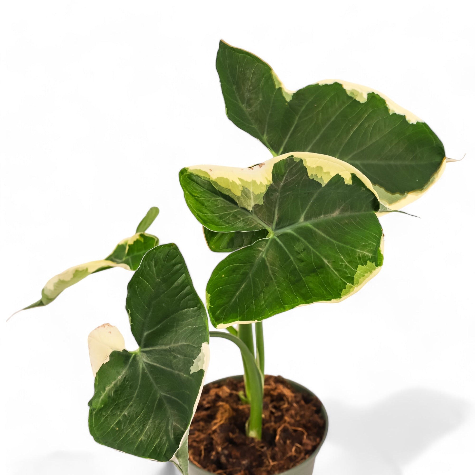 Alocasia Mickey Mouse - Green Fresh Florals + Plants