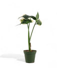 Alocasia Mickey Mouse - Green Fresh Florals + Plants