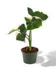 Alocasia Mickey Mouse - Green Fresh Florals + Plants