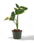 Alocasia Mickey Mouse - Green Fresh Florals + Plants