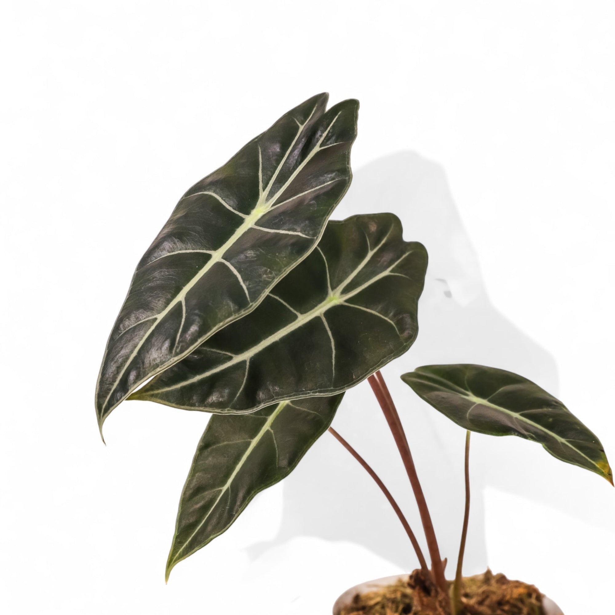 Alocasia Watsoniana - Green Fresh Florals + Plants