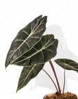 Alocasia Watsoniana - Green Fresh Florals + Plants