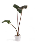 Alocasia Yucatan Princess - Green Fresh Florals + Plants