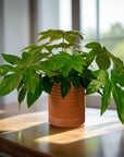 Bardo Pot with Saucer - Green Fresh Florals + Plants