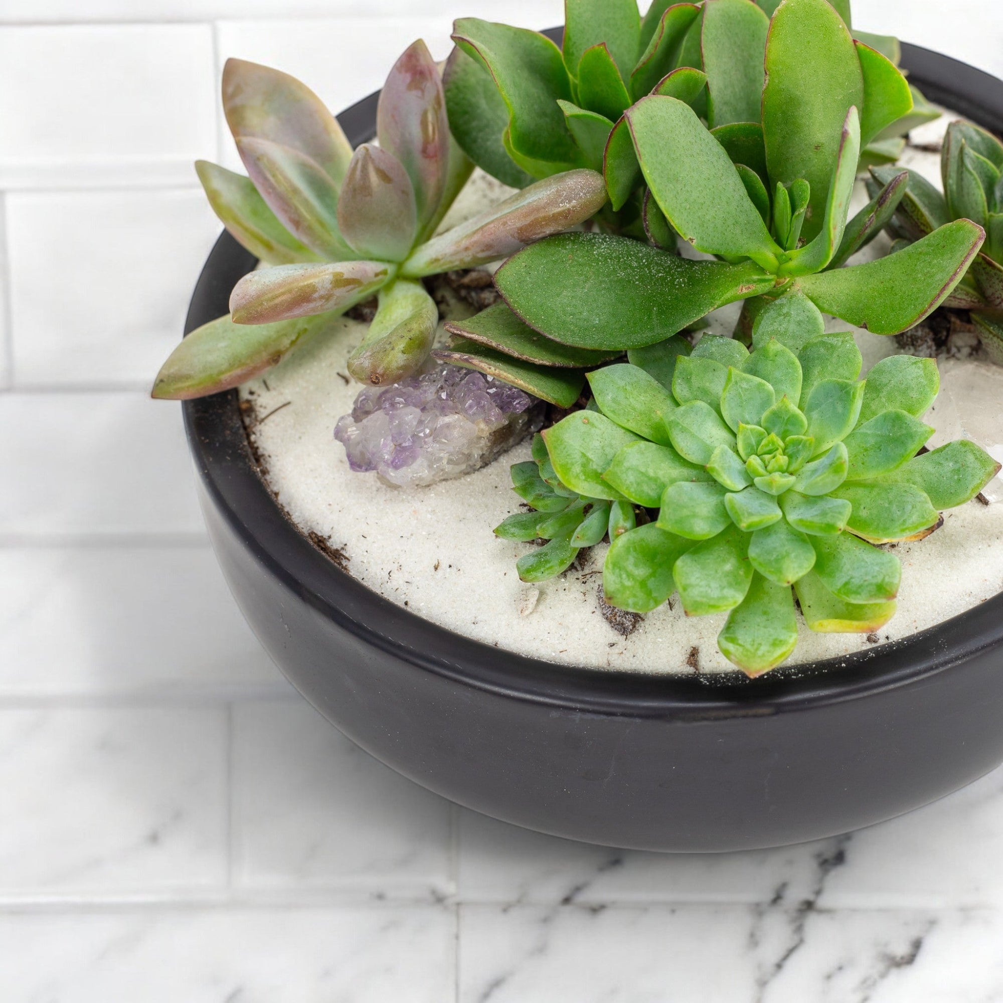 Black Crystal Succulent Garden - Green Fresh Florals + Plants