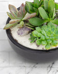 Black Crystal Succulent Garden - Green Fresh Florals + Plants