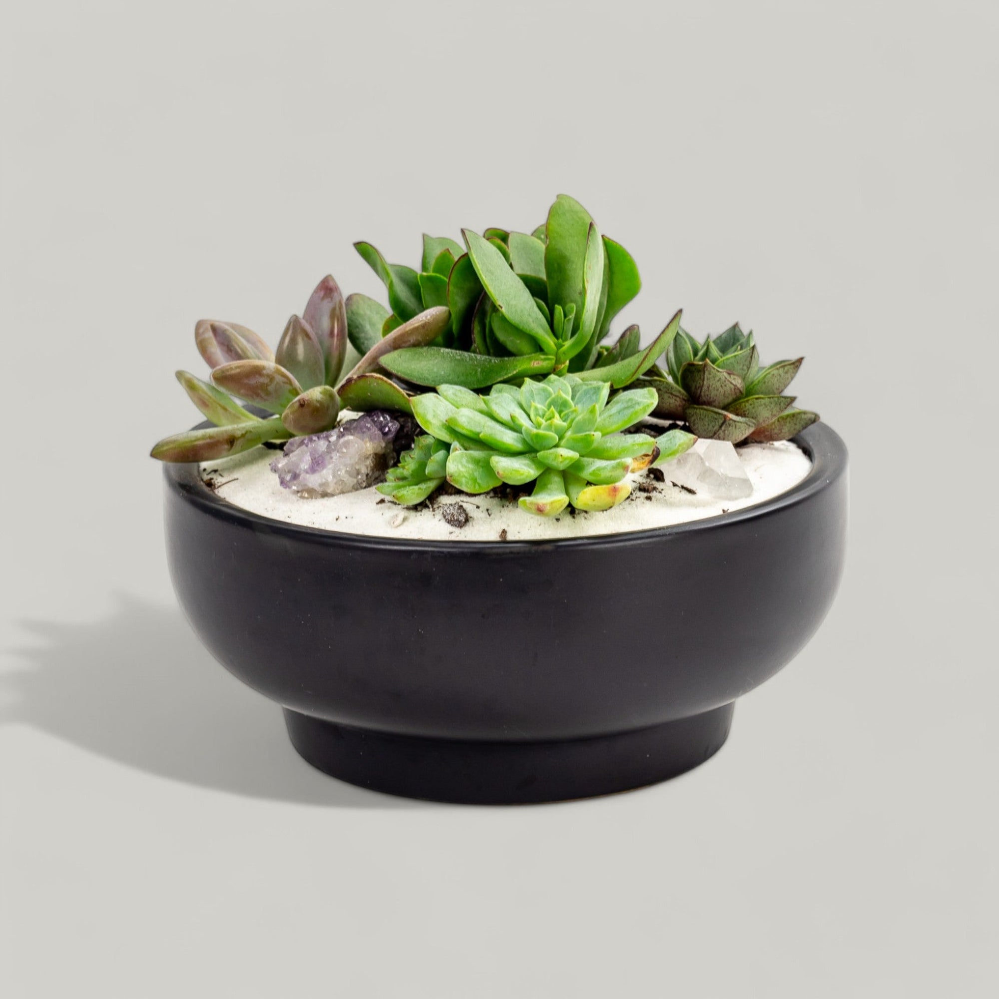 Black Crystal Succulent Garden - Green Fresh Florals + Plants