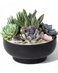 Black Crystal Succulent Garden - Green Fresh Florals + Plants