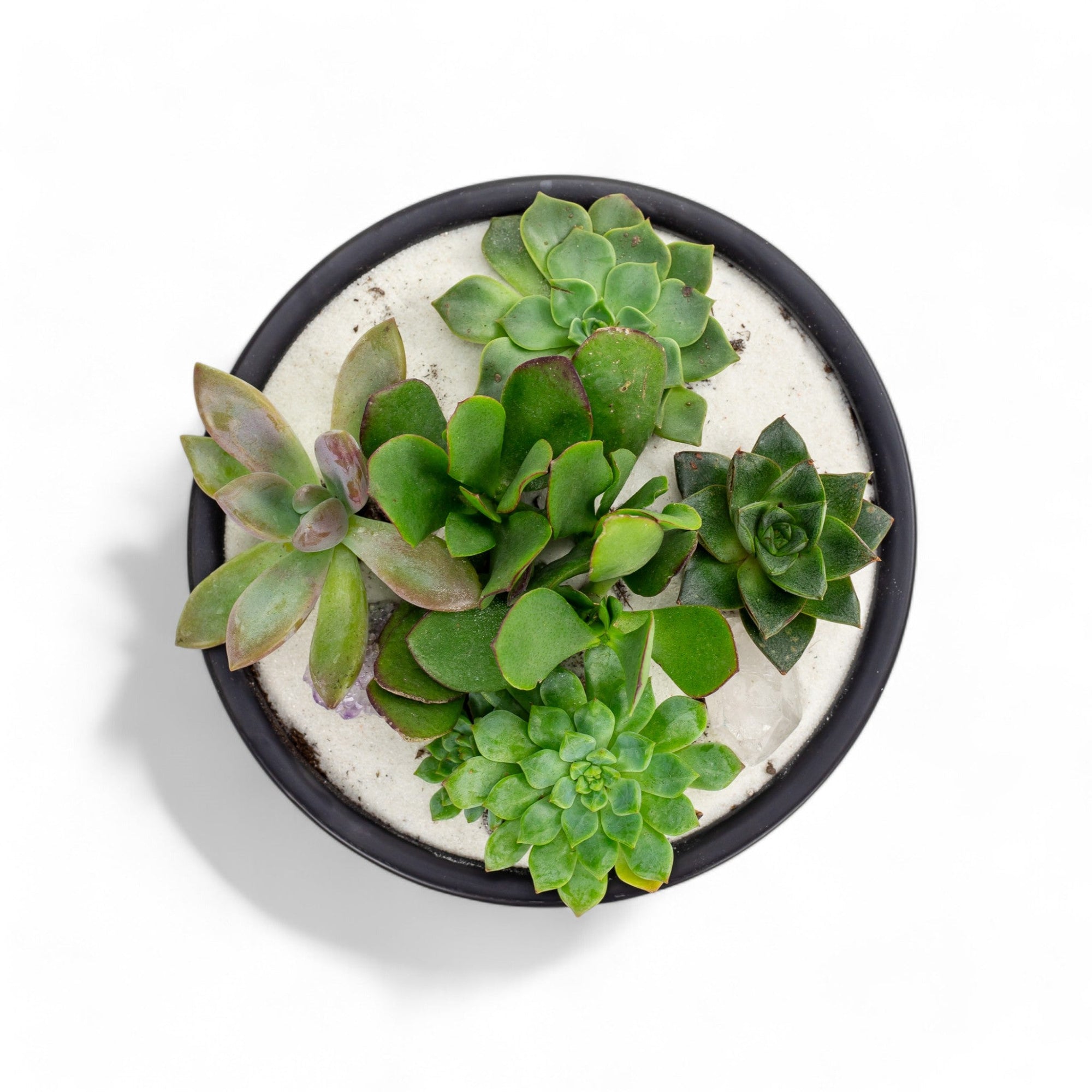 Black Crystal Succulent Garden - Green Fresh Florals + Plants