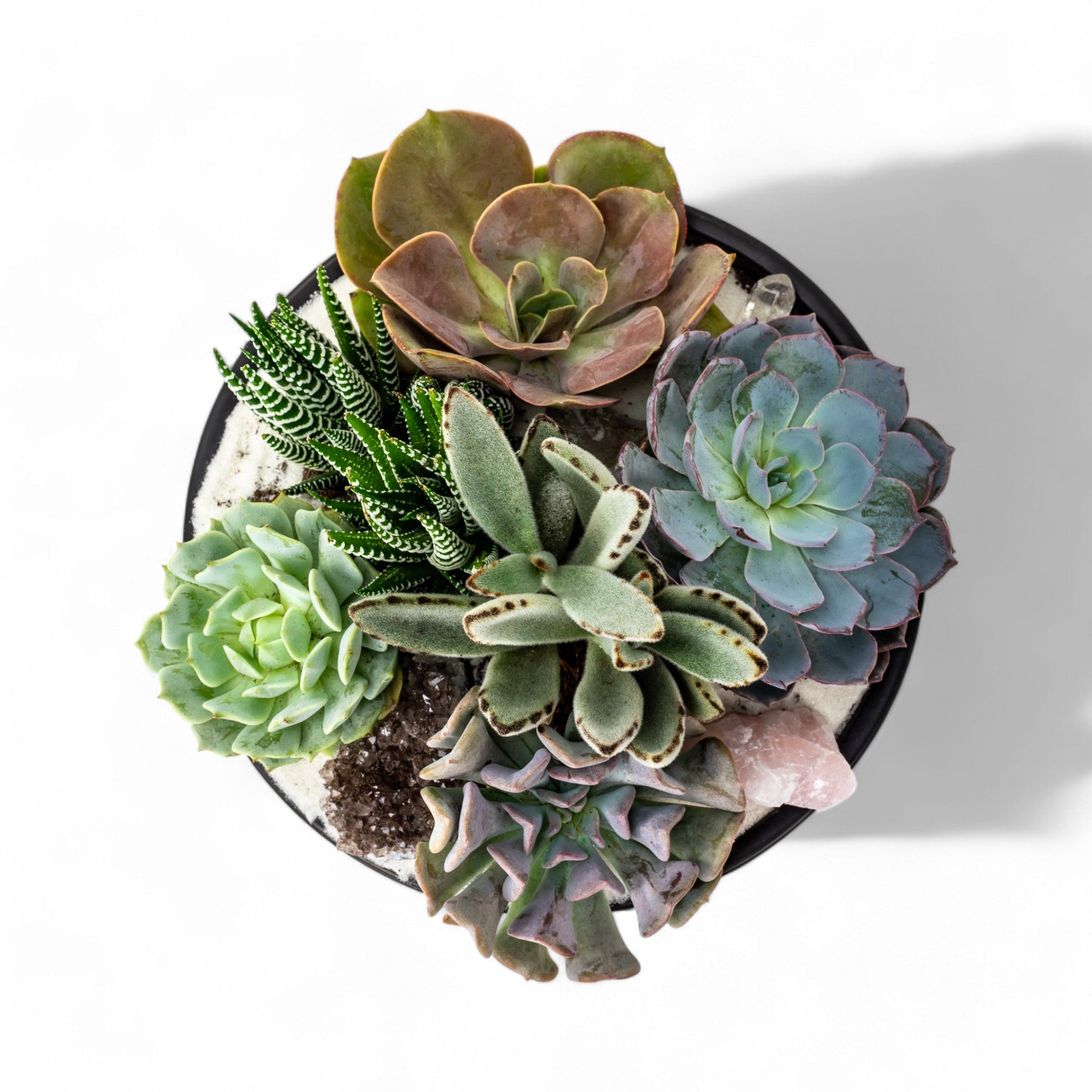 Black Crystal Succulent Garden - Green Fresh Florals + Plants