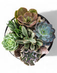 Black Crystal Succulent Garden - Green Fresh Florals + Plants