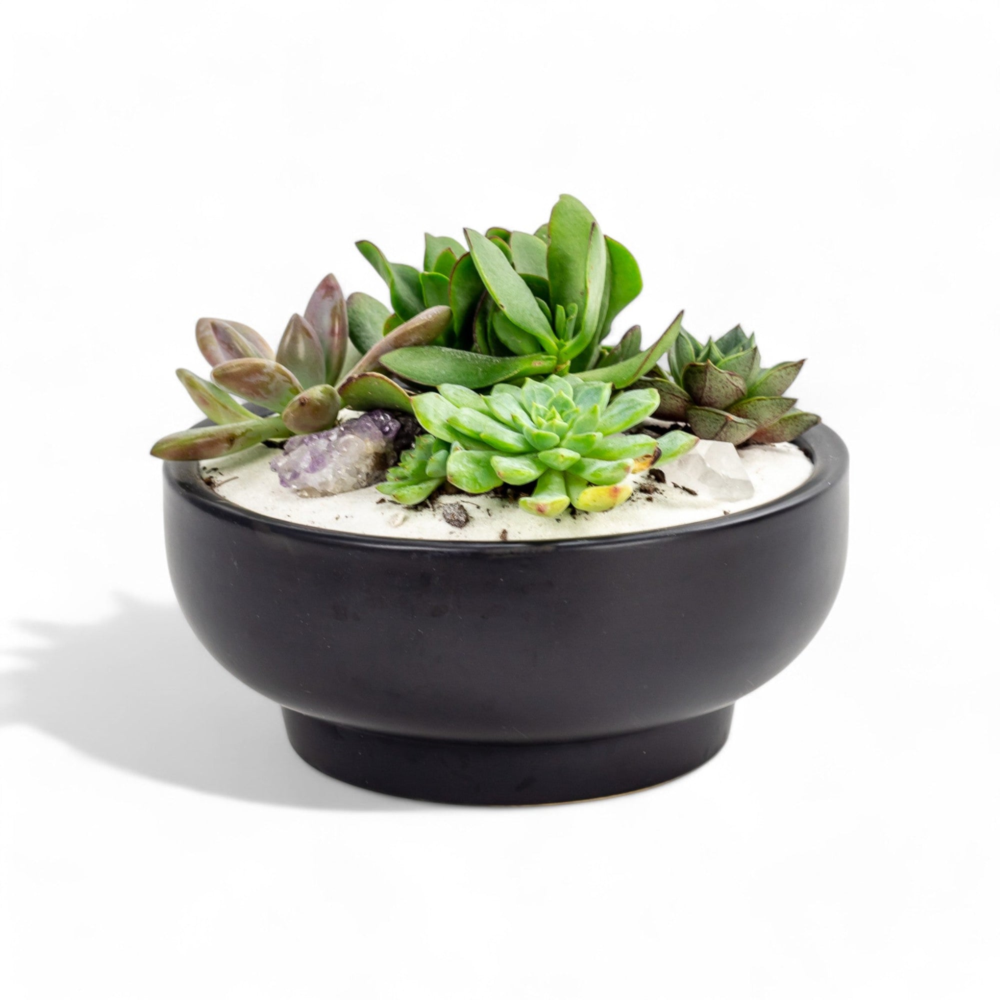 Black Crystal Succulent Garden - Green Fresh Florals + Plants