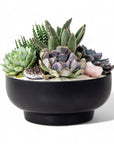 Black Crystal Succulent Garden - Green Fresh Florals + Plants