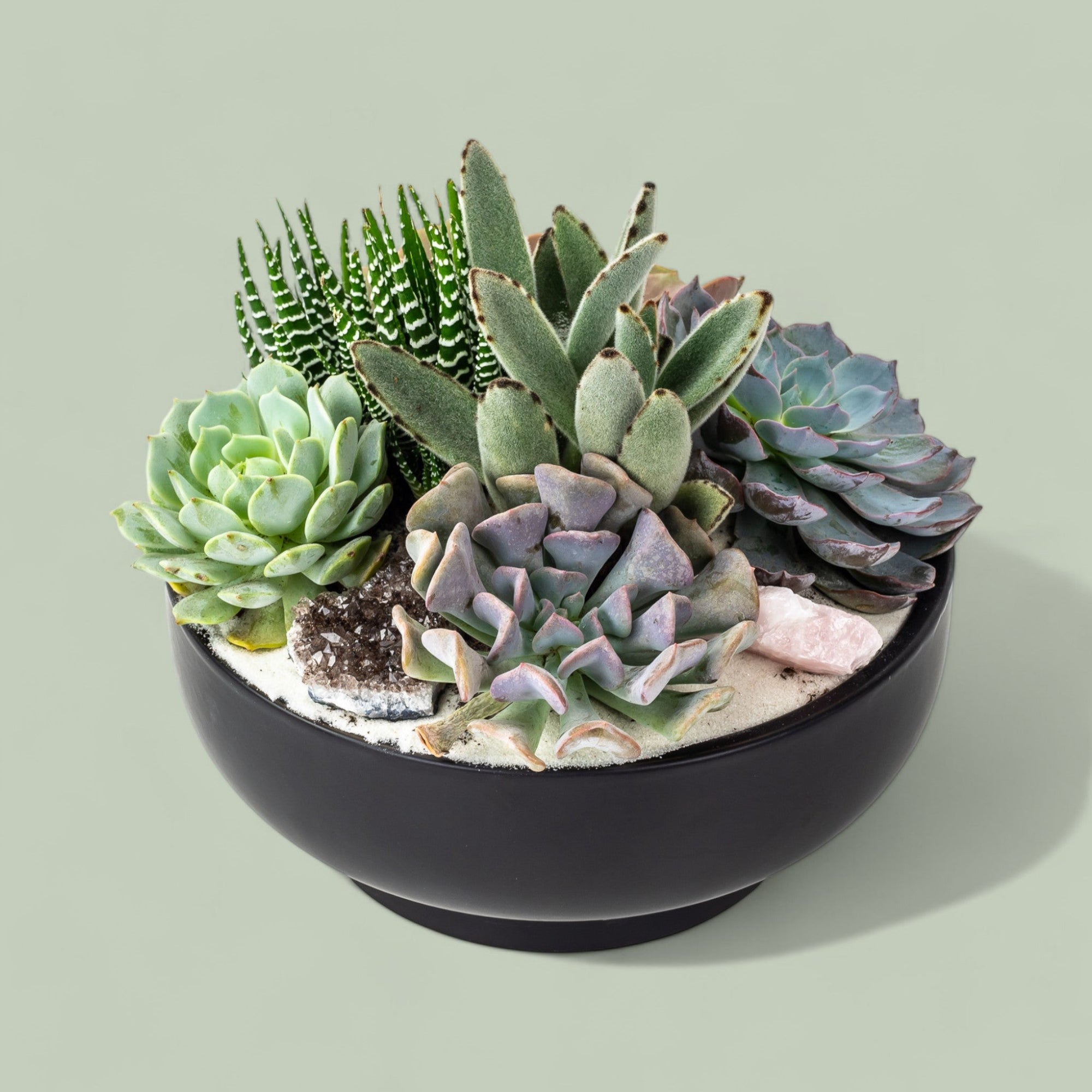 Black Crystal Succulent Garden - Green Fresh Florals + Plants