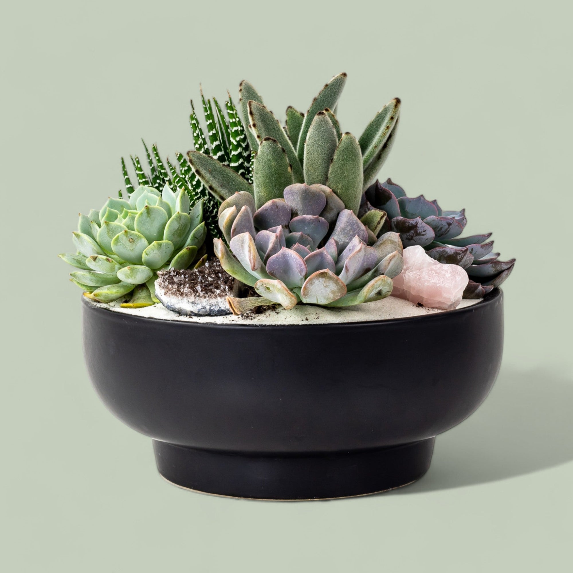 Black Crystal Succulent Garden - Green Fresh Florals + Plants